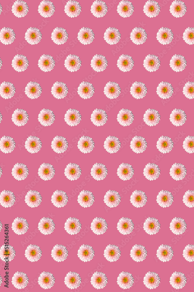 White chrysanthemums in geometric grid pattern on a calm pink background. Vertical floral wallpaper White chrysanthemums in geometric grid pattern on a calm pink background. Vertical floral wallpaper