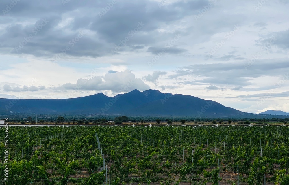 Obraz premium viñedo en cadereyta