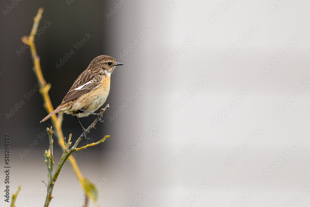 The European stonechat (Saxicola rubicola) is a small passerine bird that was formerly classed as a subspecies of the common stonechat.