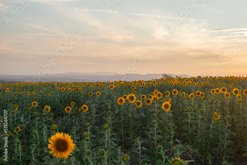 It's a field of sunflowers