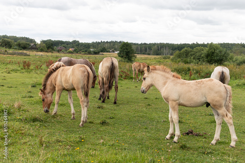 Beautiful young stallions graze in the meadow. Horses in the pasture.