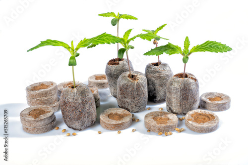 Several Jiffys to germinate cannabis seeds with some plant already born as an example isolated on white
