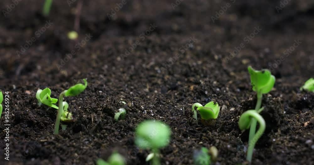 Growing plants in Spring, dynamic rotate Timelapse Sprouts Germination, newborn plant. High quality 4k footage Growing plants in Spring, dynamic rotate Timelapse Sprouts Germination, newborn plant. High quality 4k footage