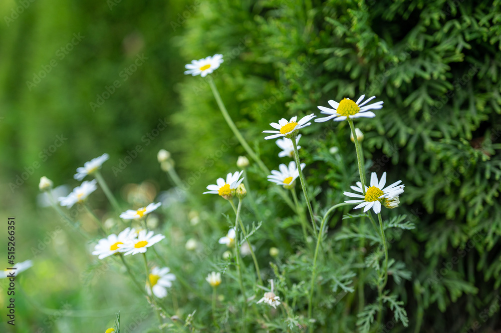 Chamomile flowers field border. Beautiful nature scene with blooming medical daisies in sun flares. Alternative Medicine Spring Daisy. Summer flowers. Lovely meadow. summer background Chamomile flowers field border. Beautiful nature scene with blooming medical daisies in sun flares. Alternative Medicine Spring Daisy. Summer flowers. Lovely meadow. summer background
