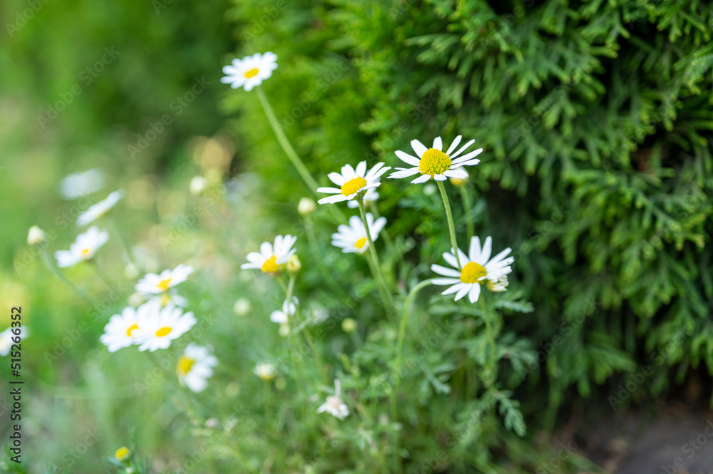 Chamomile flowers field border. Beautiful nature scene with blooming medical daisies in sun flares. Alternative Medicine Spring Daisy. Summer flowers. Lovely meadow. summer background