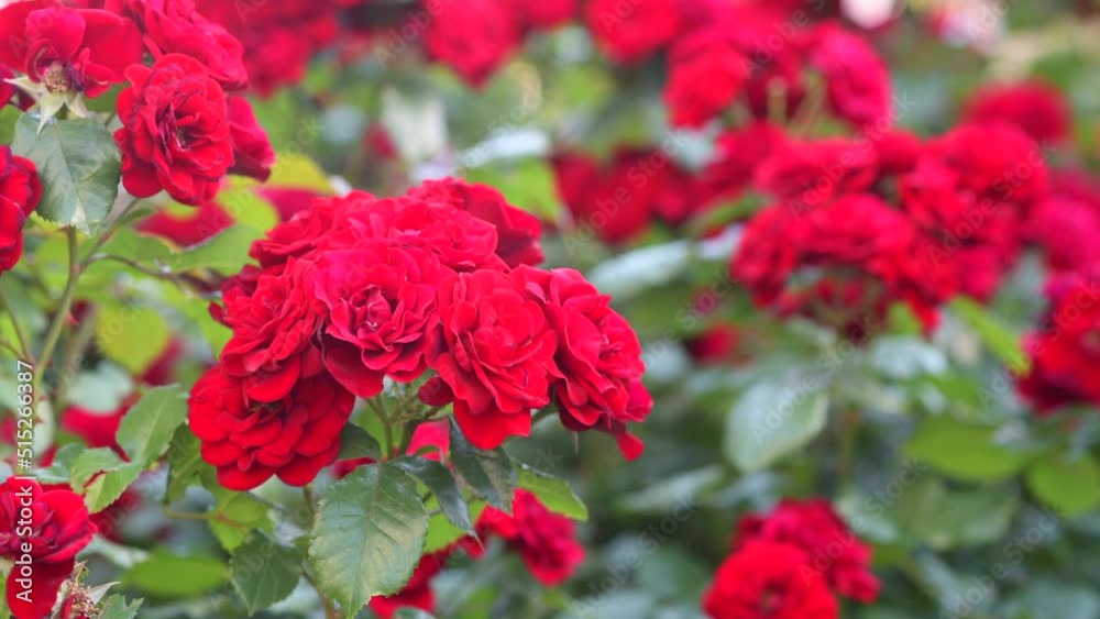 Flowers of red roses on a bush in the garden. Flower growing concept Flowers of red roses on a bush in the garden. Flower growing concept