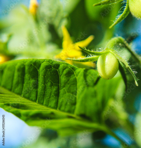 leaf