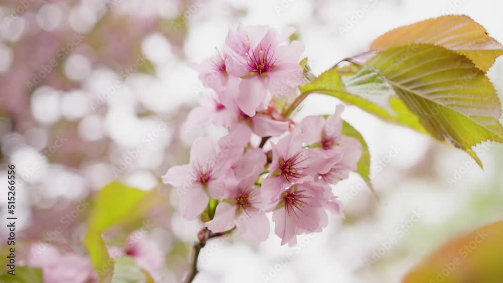 Sakura lush branch with light pink flowers and green leaves on blurred background. Fruit tree grows in rural garden on sunny spring day macro Sakura lush branch with light pink flowers and green leaves on blurred background. Fruit tree grows in rural garden on sunny spring day macro