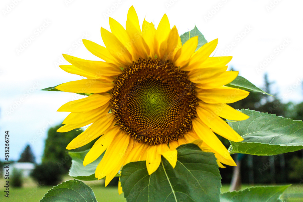 Obraz premium sunflower on a field