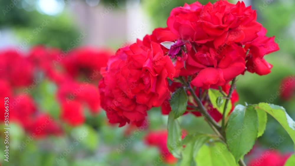 Flowers of red roses on a bush in the garden. Flower growing concept Flowers of red roses on a bush in the garden. Flower growing concept