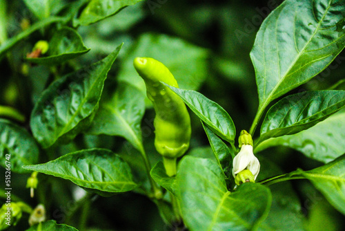 close up of green leaves