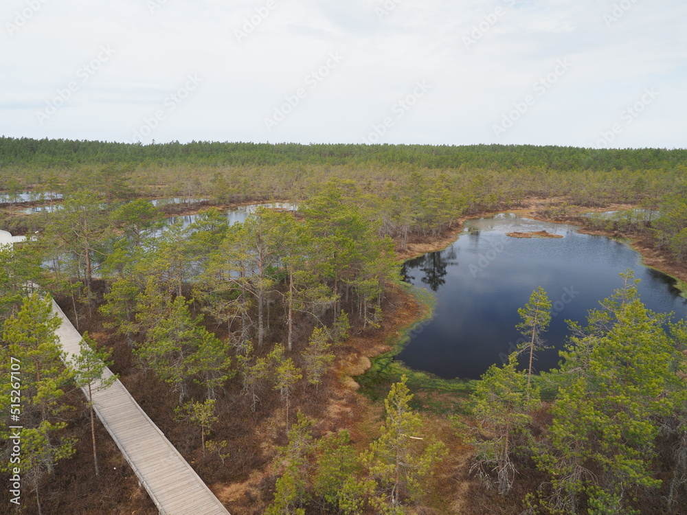 A swamp of Lahemaa National Park, Estonia