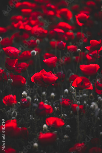 Beautiful field of red poppies in the sunset light. Israel, Beautiful blossoming red poppies, Spring In Israel, The Beautiful nature of Israel, Holy Land © Dmitry Pistrov