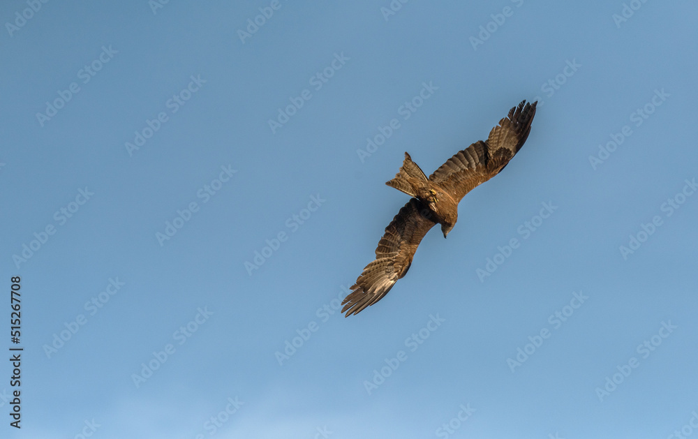 Fototapeta premium Black kite in flight over the River Ebro in Spain