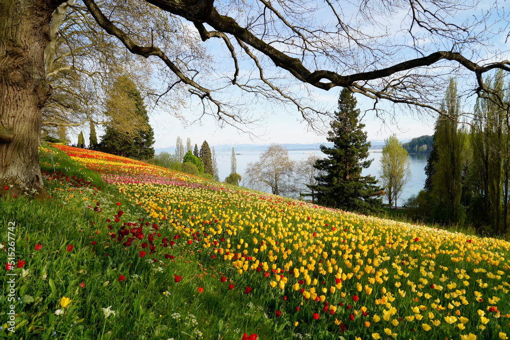 Obraz premium a beautiful spring meadow full of colorful tulips on island Mainau with lake Constance and the Alps in the background (Bodensee or lake Constance, Mainau, Germany)