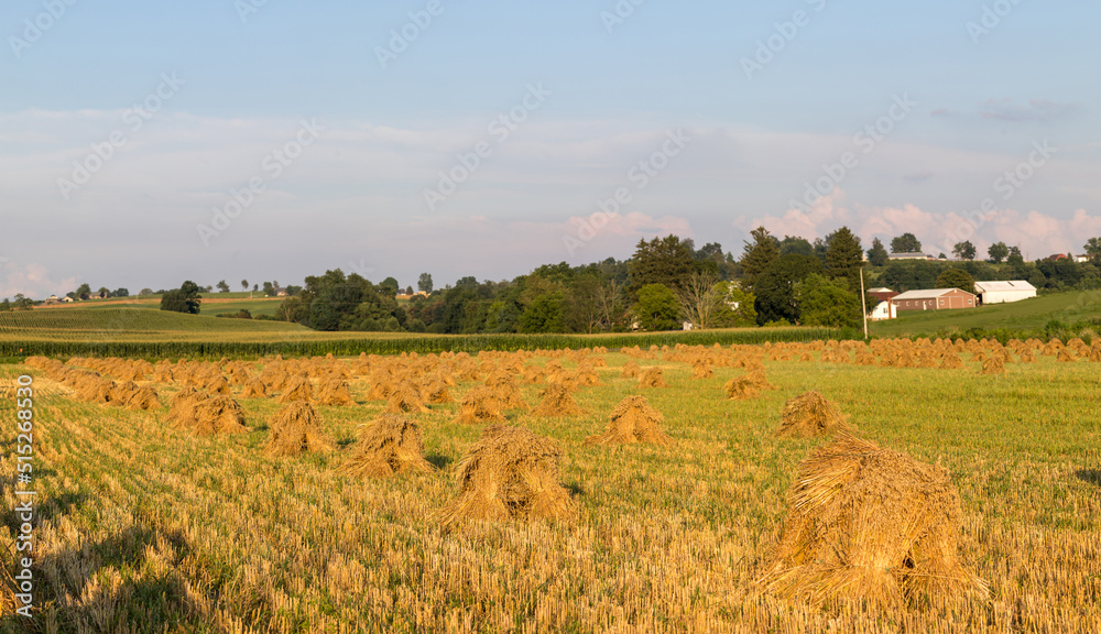 Fototapeta premium Golden wheat field with hundreds of wheat shocks ready for harvest with a corn field in the background | Amish country, Ohio