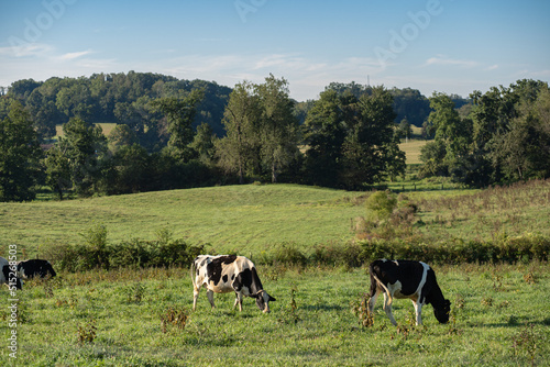 Holstein Cows grazing in a pasture with rolling summer countryside in the background | Amish country, Ohio