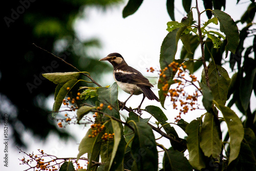 The Indian Pied Myna ( Scientific Name- Gracupica contra ) photo