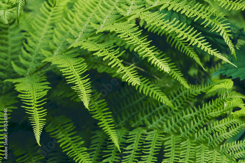 Green summer fern leaf in the forest. Dark vintage background.