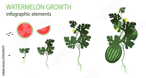 Growth stages of watermelon plant. Vector illustration. Cucumis melo. Melon cantaloupe life cycle. On white background.
