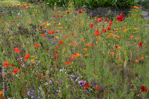 Magnificent flower borders with lots of native wildflowers at 16th century Earlshall Castle, Leuchars, Fife, Scotland, July 2022, Open Gardens