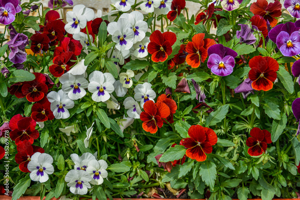 Fototapeta premium Viola plant with multicolor flowers growing outdoors. Viola, Common Violet, Viola tricolor .