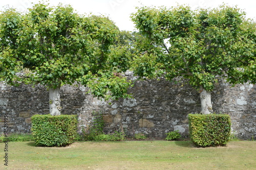 Details of the Lime Avenue with square skirted bases to each tree at 16th century Earlshall Castle, Leuchars, Fife, Scotland, July 2022, Open Gardens photo