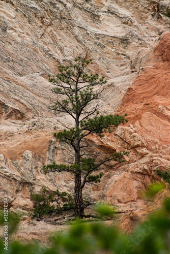 Thin tree in the rocks