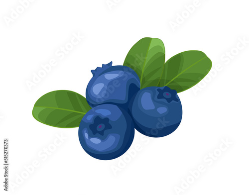Blueberry vector illustration with leaves