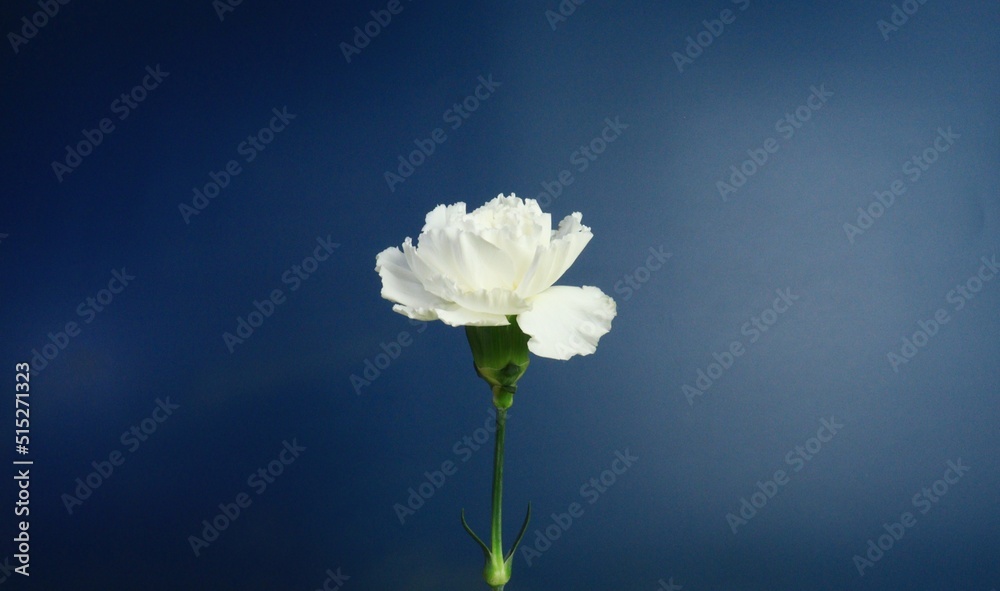 white flower on blue background white flower on blue background