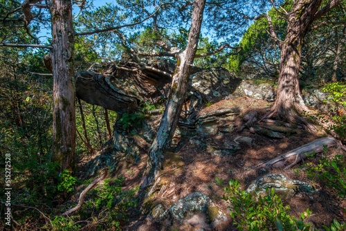 Bizarre rock formation emerging from the floor of a grove of gnarley cedar trees