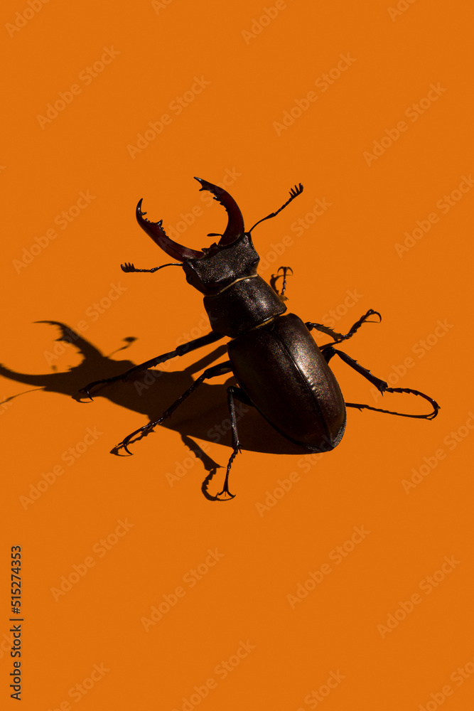 Fototapeta premium Stag beetle, Lucanus Cervus, on orange background and harsh light