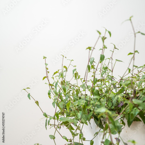 Tradescantia leaves against gray background