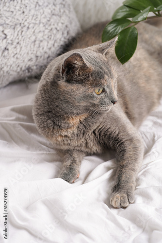 Adult european short hair cat blue tortie laying on a white bed sheets looking curious