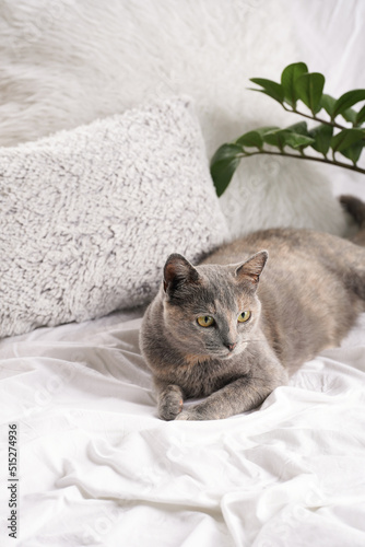Adult european short hair cat blue tortie laying on a white bed sheets looking curious