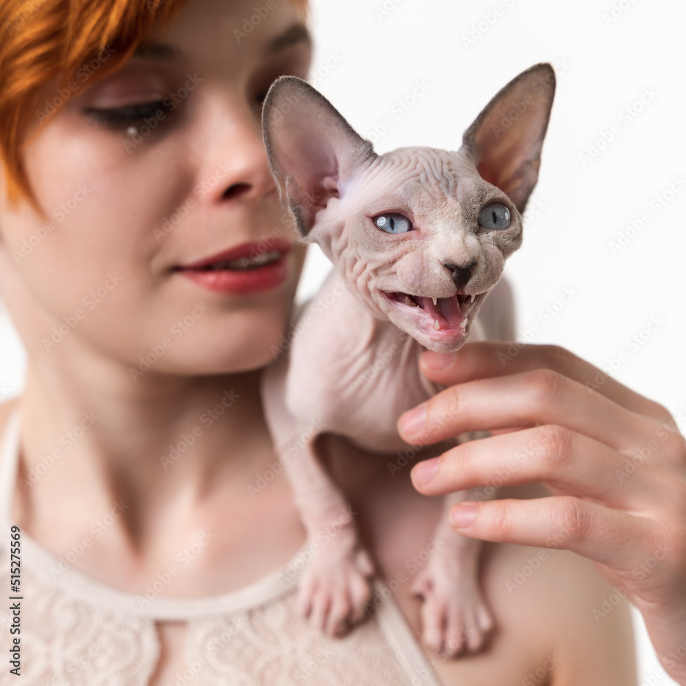 Sphynx Hairless kitten meowing, sitting on shoulder of redhead young woman. Close-up view, studio shot on white background. Selective focus on foreground, shallow depth of field. Part of series.
