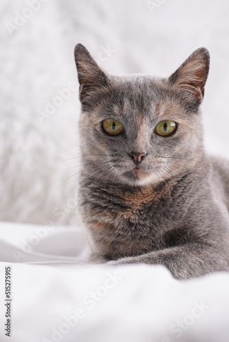 Adult european short hair cat blue tortie sitting on a white bed sheets looking curious