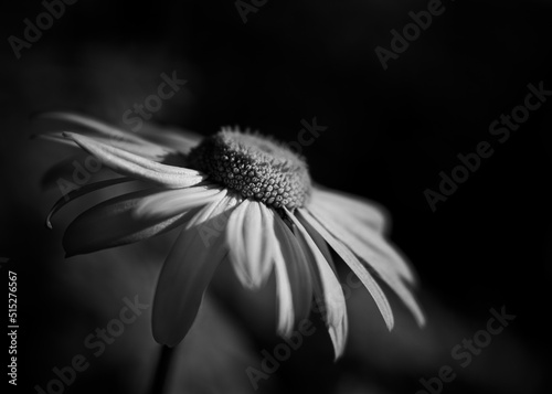 Black and white, flower, flowers, daysi, petals, nature, macro, spring photo