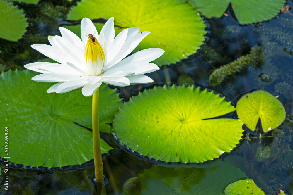 White lotus with yellow pollen on the surface of the pond White lotus with yellow pollen on the surface of the pond