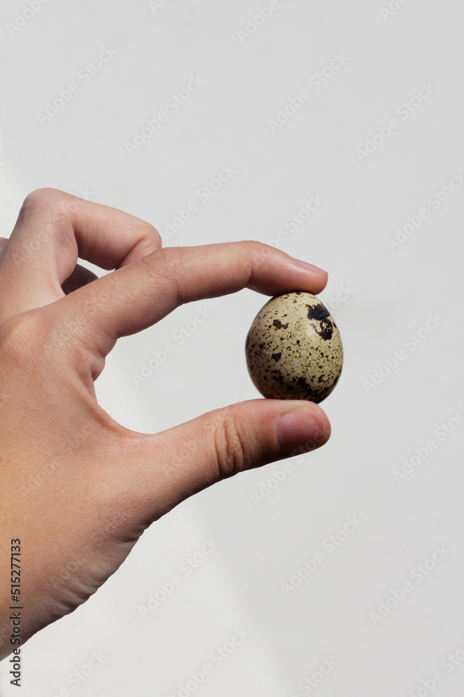 quail egg,egg food, breakfast, egg quail egg,egg food, breakfast, egg