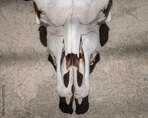 Close up of a cow skull against a plain background. © GDMatthews