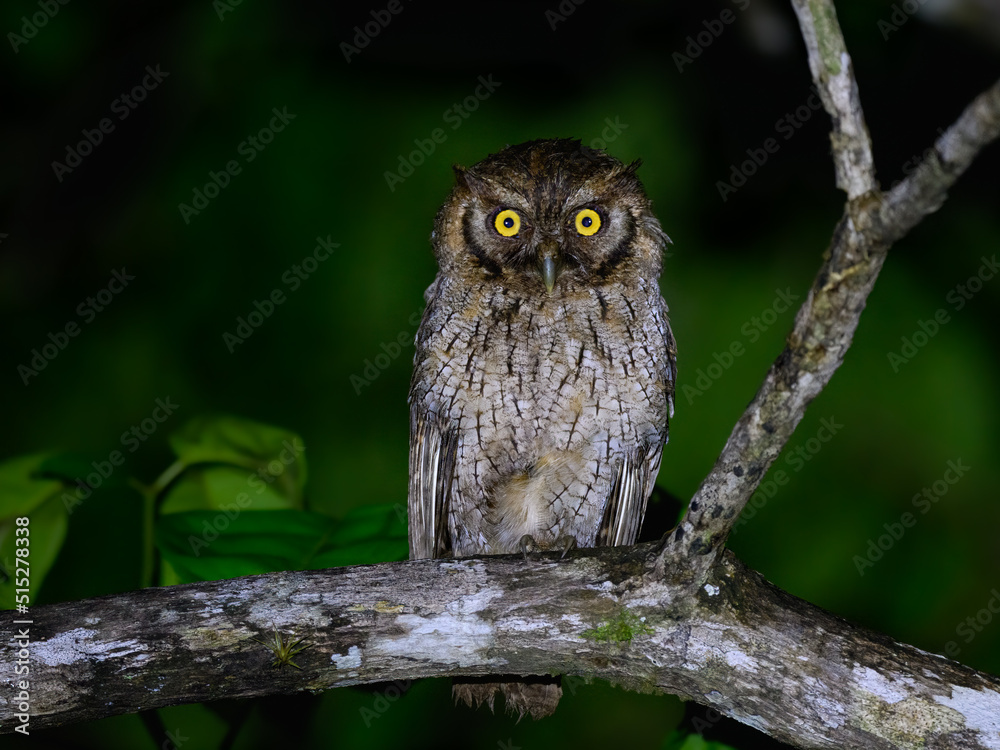 Tropical Screech Owl standing on tree branch at night