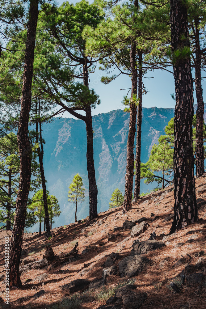 Pine forest on La Palma Island
