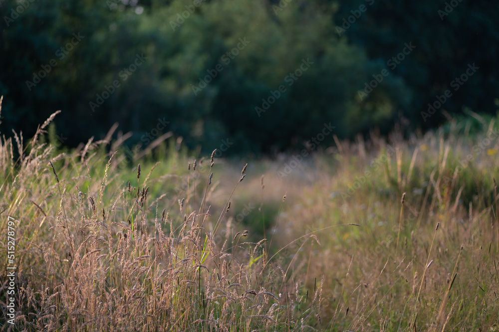 grass in the field with diffused background grass in the field with diffused background