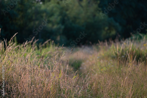grass in the field with diffused background © DRPL