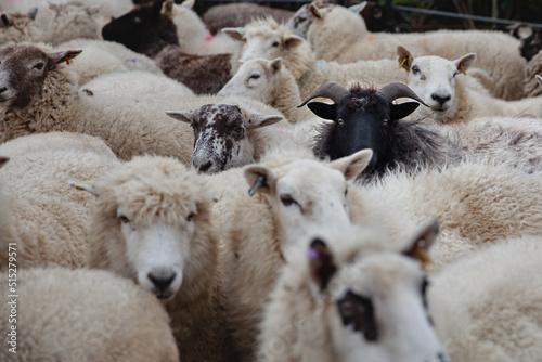 Obraz na plátne One black sheep amongst a herd of whites