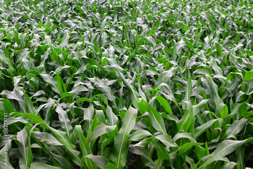 Corn plantation field. Corn cultivation in farmland. Green Maize plants in nature. 