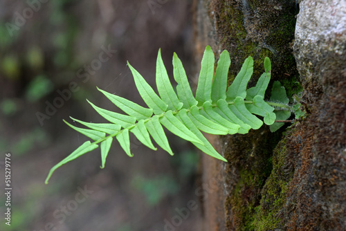 Licorice fern leaves in vintage nature. Licorice fern is a medicinal plant. Ayurvedic medicinal herbs plant in nature.  photo