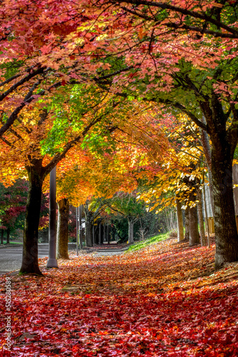 autumn sidewalk canopy