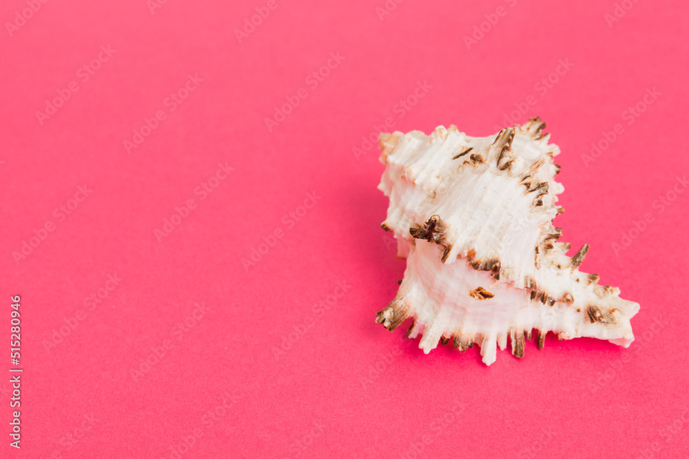 Beach seashells on colored background. Mock up with copy space Beach seashells on colored background. Mock up with copy space